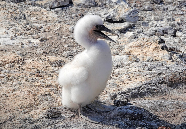 On The Road - lashonharangue - Galapagos - Part 6