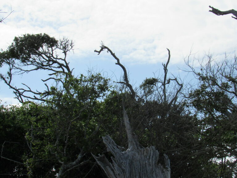 On The Road - Paul in St. Augustine - Boneyard Beach 7