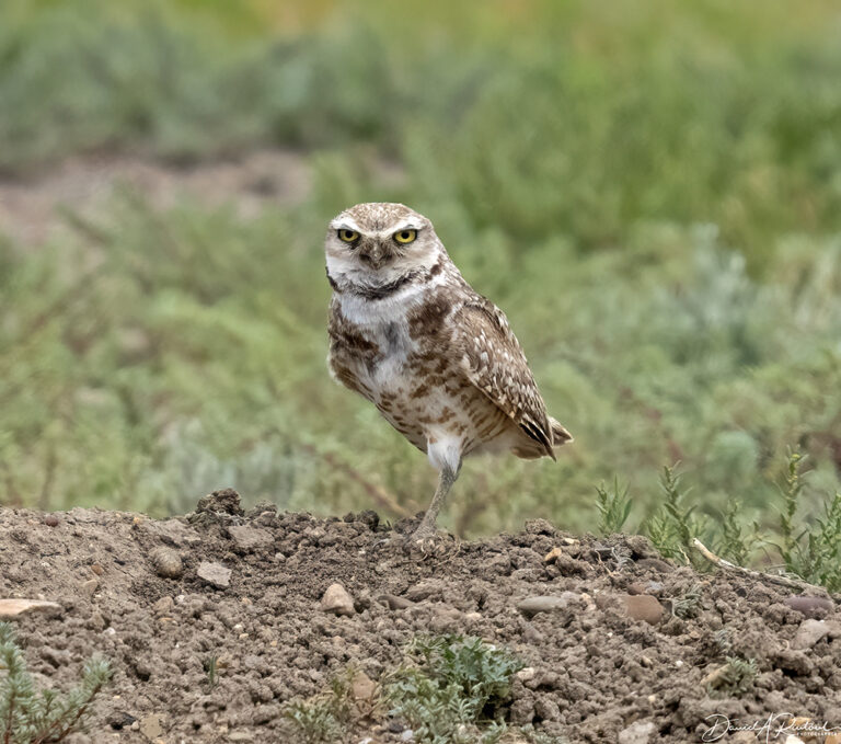 On The Road - Albatrossity - Montana prairies - week 2 2