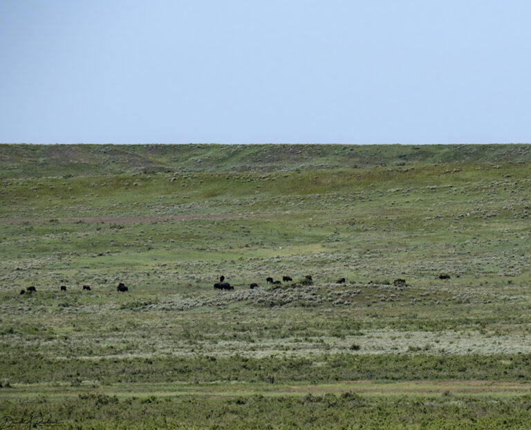 On The Road - Albatrossity - Montana prairies - 5 7