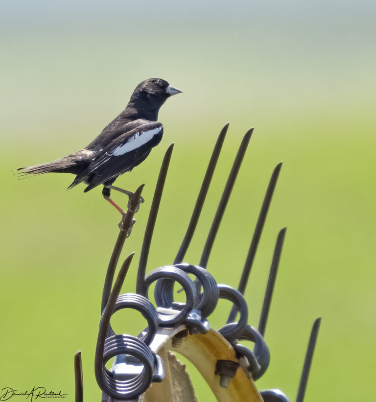 On The Road - Albatrossity - Montana prairies - week 1 2