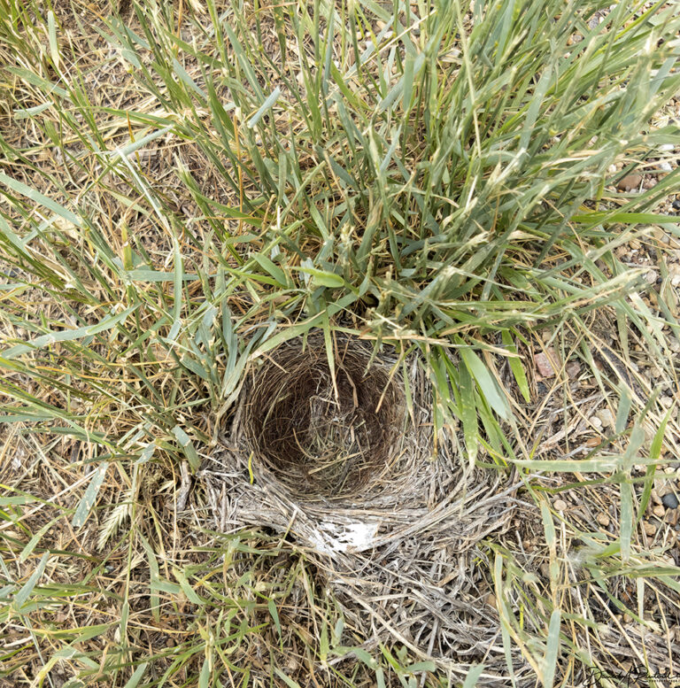On The Road - Albatrossity - Montana prairies - week 1 1