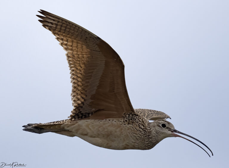 On The Road - Albatrossity - Montana prairies - 3