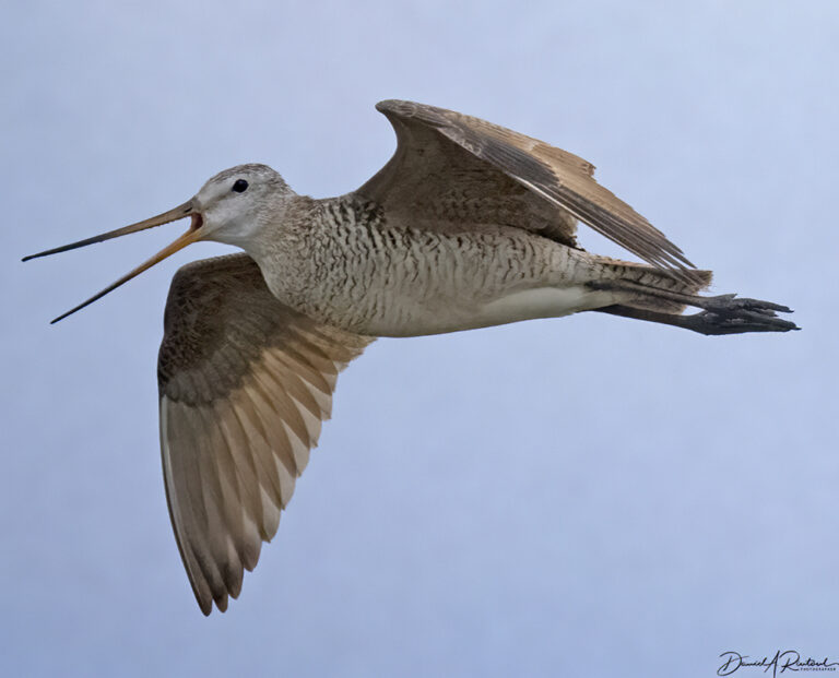 On The Road - Albatrossity - Montana prairies - 3 1