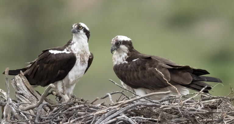 On The Road - Albatrossity - Montana prairies - 3 8