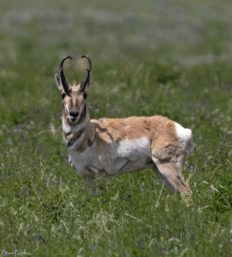 On The Road - Albatrossity - Montana prairies - 3 4