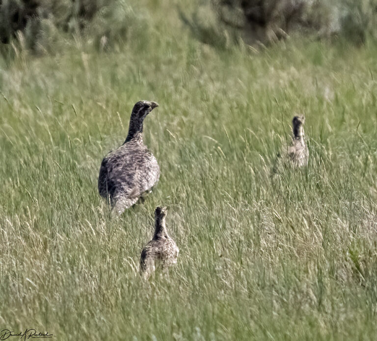 On The Road - Albatrossity - Montana prairies - 3 2