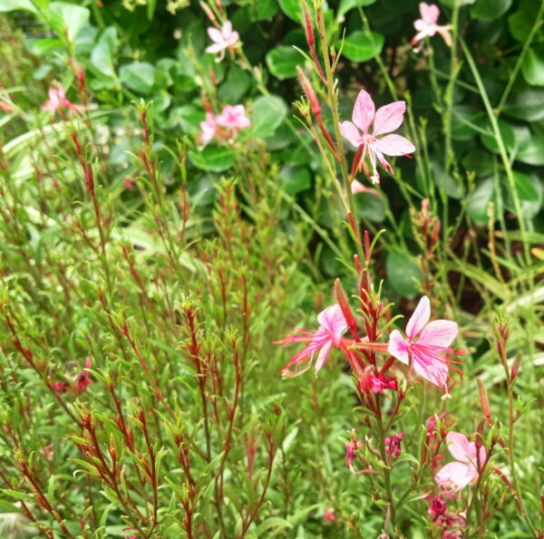 Sunday Morning Garden Chat: A Flower Grows in Asphalt 3