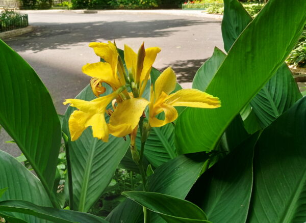 Sunday Morning Garden Chat: A Flower Grows in Asphalt 4