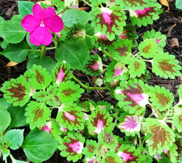 Sunday Morning Garden Chat: A Flower Grows in Asphalt