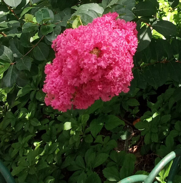 Sunday Morning Garden Chat: A Flower Grows in Asphalt 6