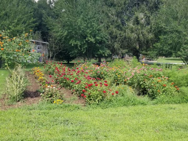 Sunday Morning Garden Chat: Tennessee Summer 2