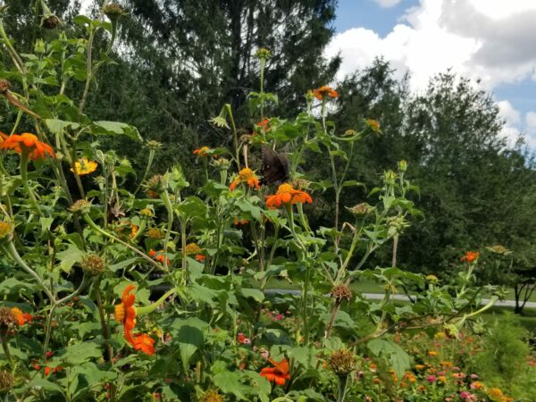 Sunday Morning Garden Chat: Tennessee Summer 3
