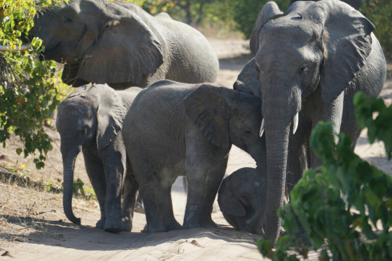 On The Road - Kabecoo - Botswana 7 1