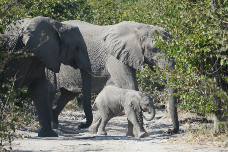 On The Road - Kabecoo - Botswana 7 2