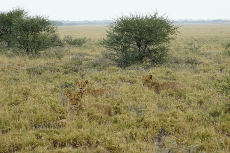 On The Road - Kabecoo - Botswana 58