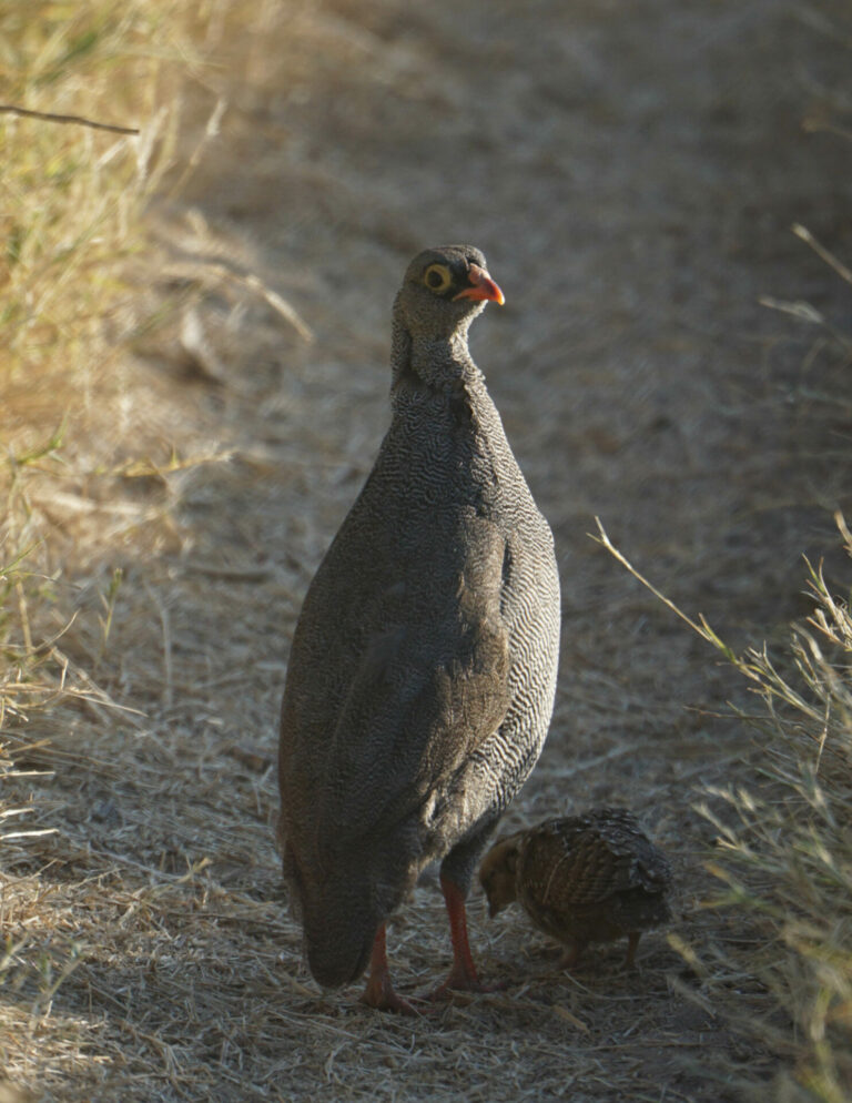 On The Road - Kabecoo - Botswana 56