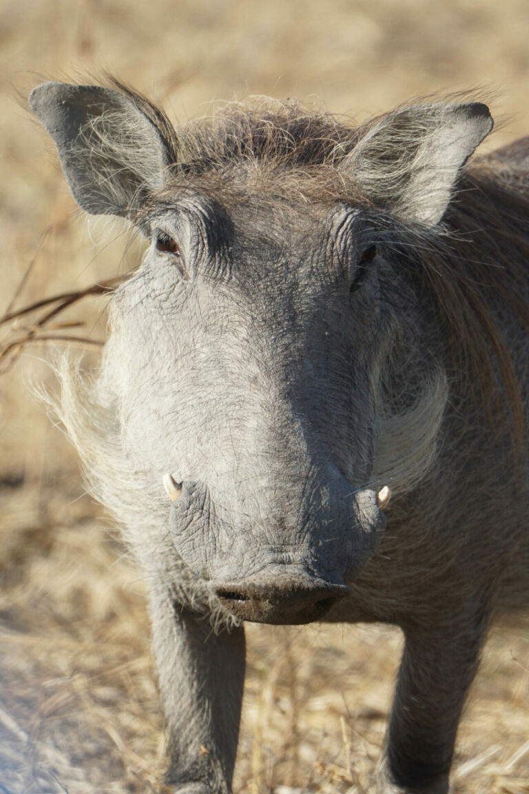 On The Road - Kabecoo - Botswana 54