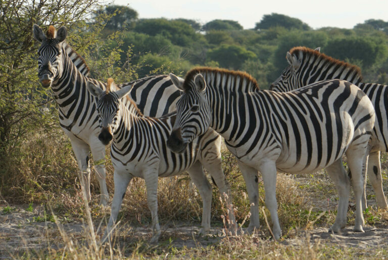 On The Road - Kabecoo - Botswana 51