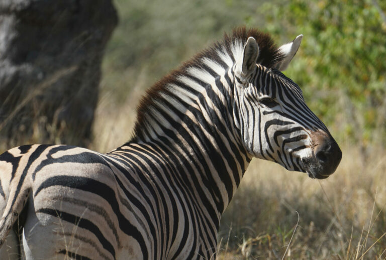 On The Road - Kabecoo - Botswana 50