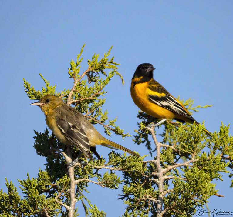 On The Road - Albatrossity - Summertime and Baby Birds in Flyover Country 7