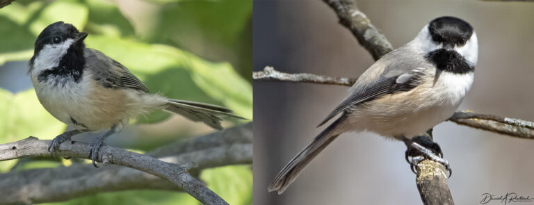 On The Road - Albatrossity - Summertime and Baby Birds in Flyover Country 4