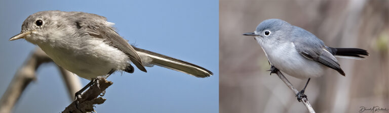 On The Road - Albatrossity - Summertime and Baby Birds in Flyover Country 1