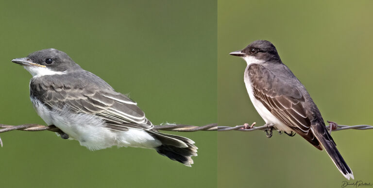 On The Road - Albatrossity - Summertime and Baby Birds in Flyover Country 6