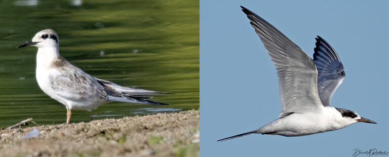 On The Road - Albatrossity - Summertime and Baby Birds in Flyover Country 5