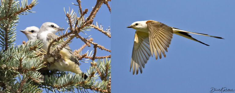 On The Road - Albatrossity - Summertime and Baby Birds in Flyover Country 3