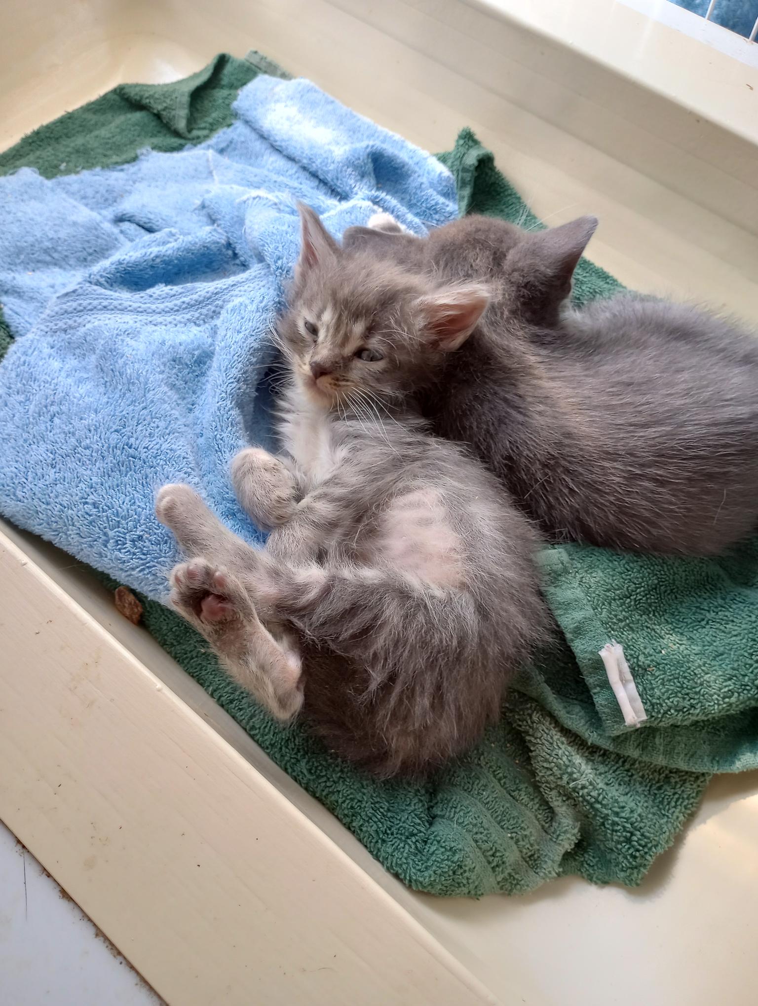 10 Rescued Kittens & Cats Need Homes! (Update) 5