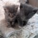 Rescued Kittens & Cats Need Homes!