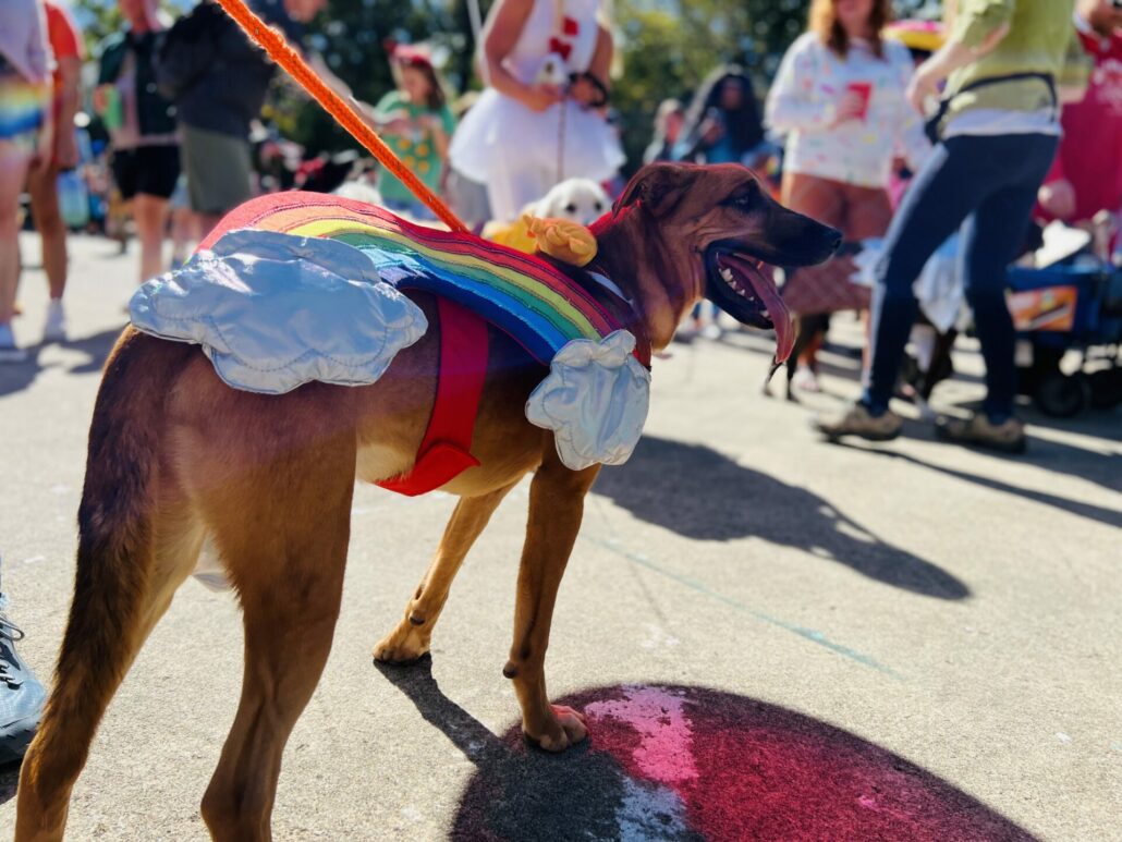 Boo-le-Bark on the Boulevard and Athenspets Last Sunday 9