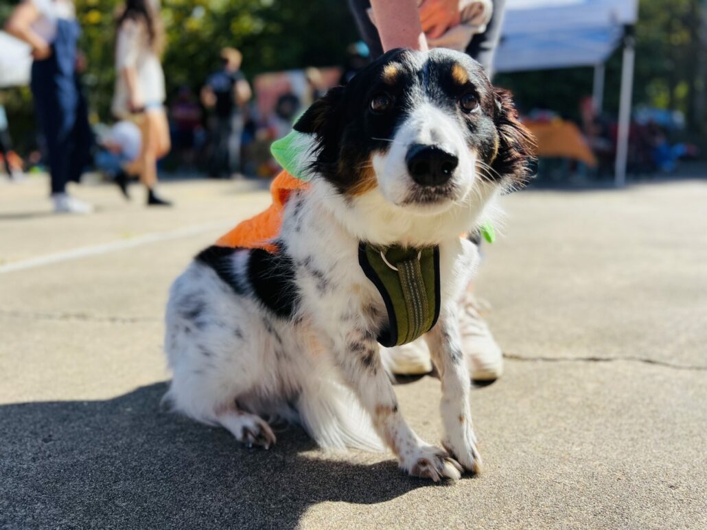 Boo-le-Bark on the Boulevard and Athenspets Last Sunday 11