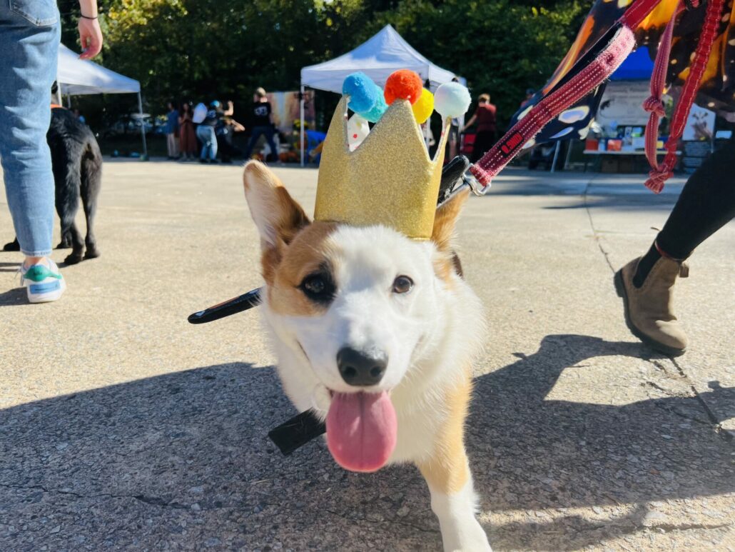 Boo-le-Bark on the Boulevard and Athenspets Last Sunday 3