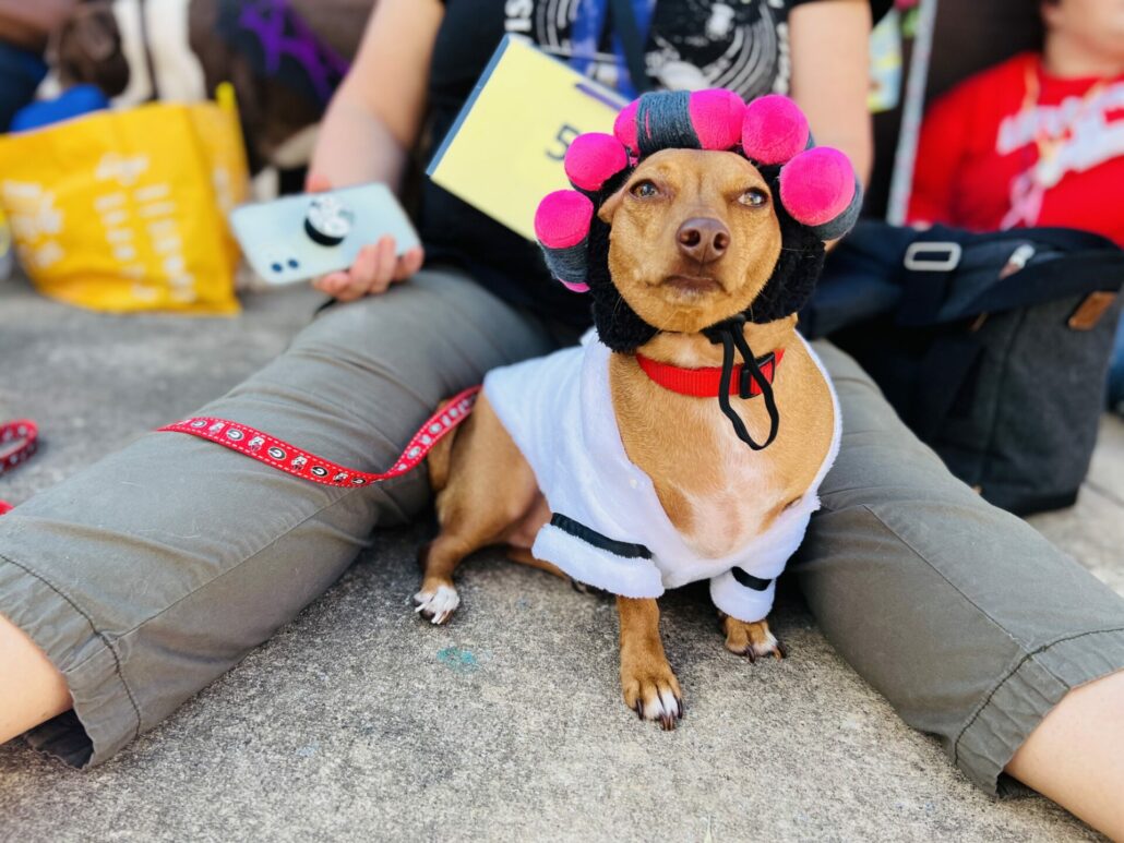 Boo-le-Bark on the Boulevard and Athenspets Last Sunday 5