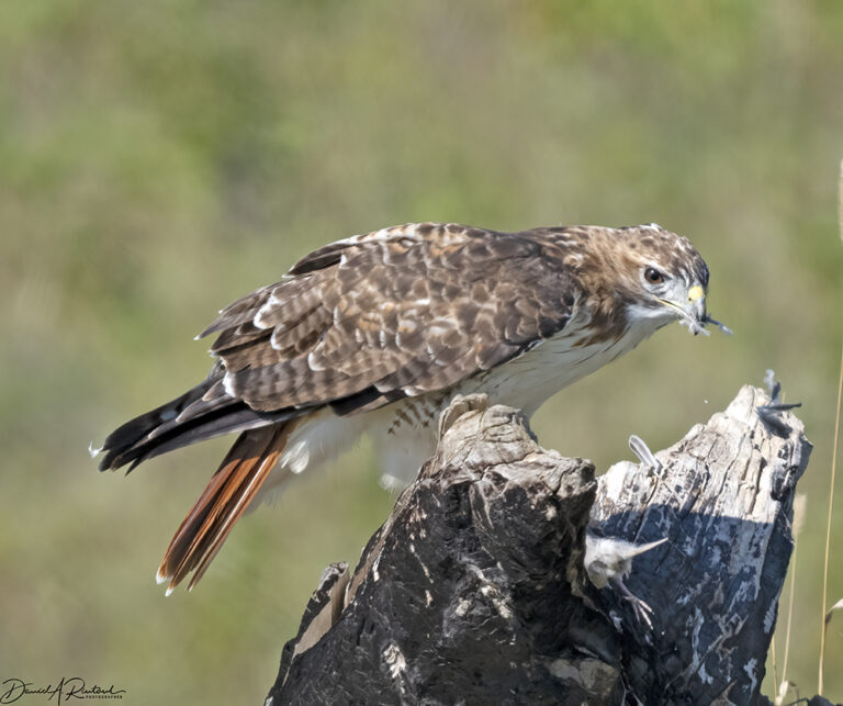 On The Road - Albatrossity - Chasing Summer into Fall in Flyover Country – 4 3