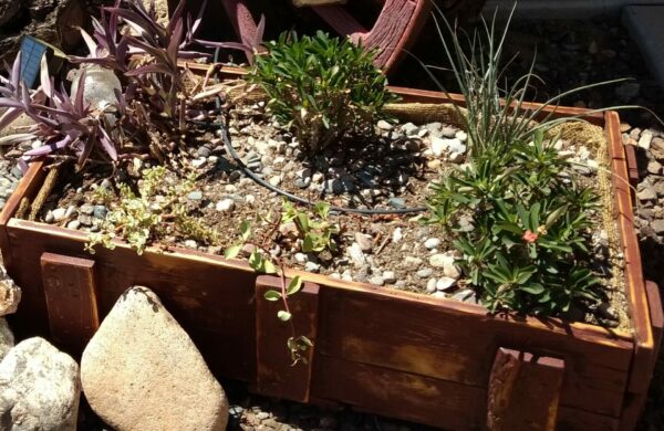 Sunday Morning Garden Chat: A Front Yard in AZ 1