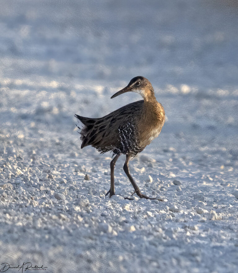 On The Road - Albatrossity - Chasing Summer into Fall in Flyover Country – 2 5