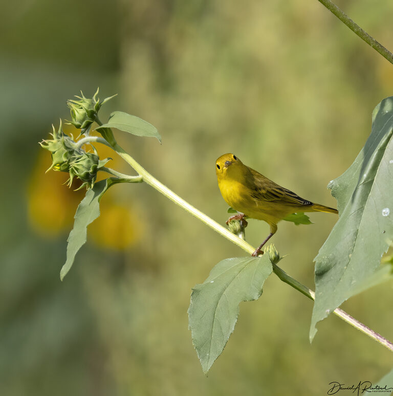 On The Road - Albatrossity - Chasing Summer into Fall in Flyover Country – 2 9