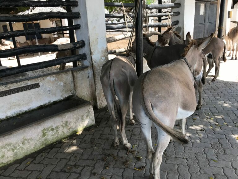 On The Road – way2blue – Lamu, Kenya in 2021, 6 of 8 6