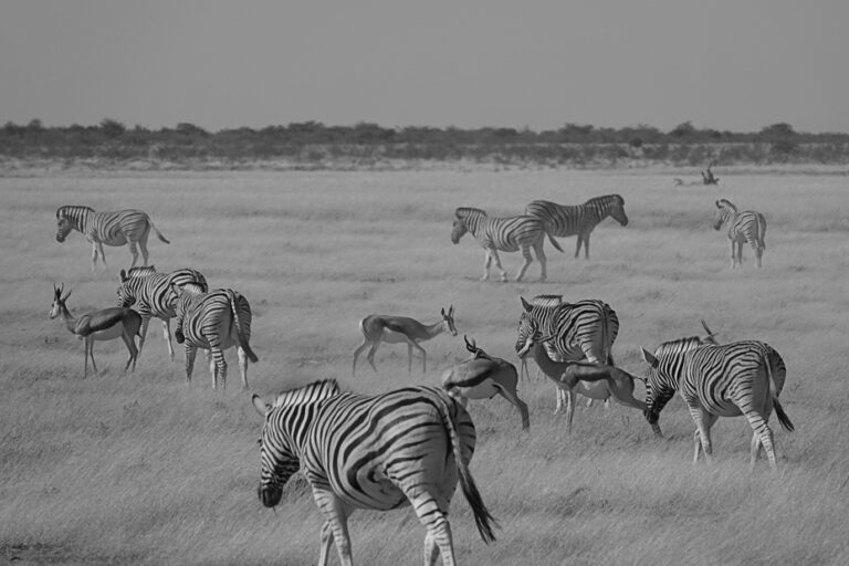 On The Road - lashonharangue - Namibia - Part 6 7