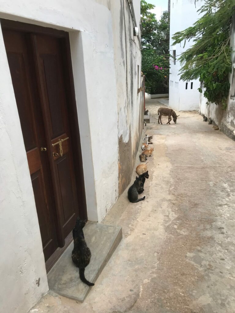 On The Road – way2blue – Lamu, Kenya in 2021, 2 of 8 8