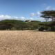 On The Road – way2blue – Lamu, Kenya in 2021, 7 of 8 7