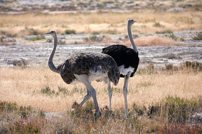 On The Road - lashonharangue - Namibia - Part 7 6