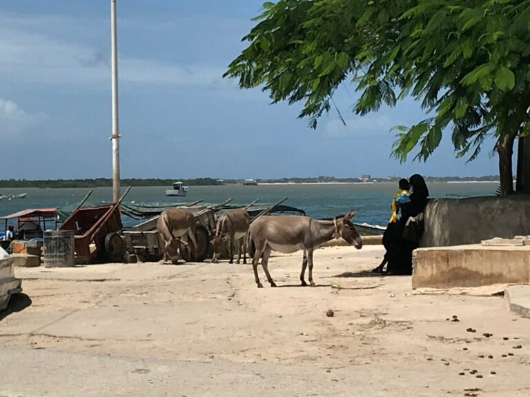 On The Road – way2blue – Lamu, Kenya in 2021, 5 of 8 7