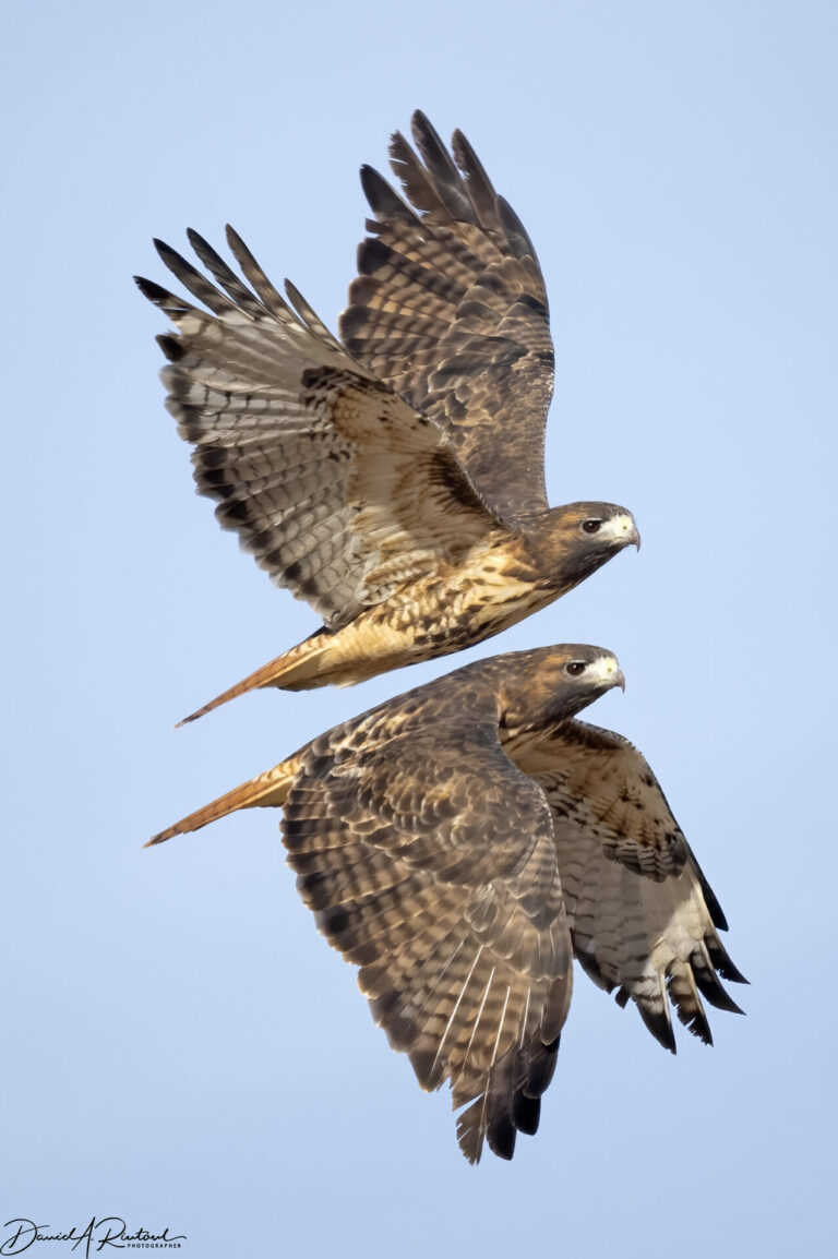 On The Road - Albatrossity - When Flyover Country is Your Destination 6