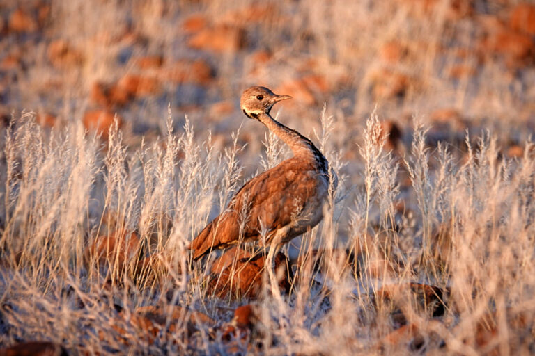 On The Road - lashonharangue - Namibia - Part 4 3