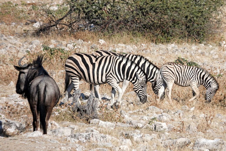 On The Road - lashonharangue - Namibia - Part 6 1