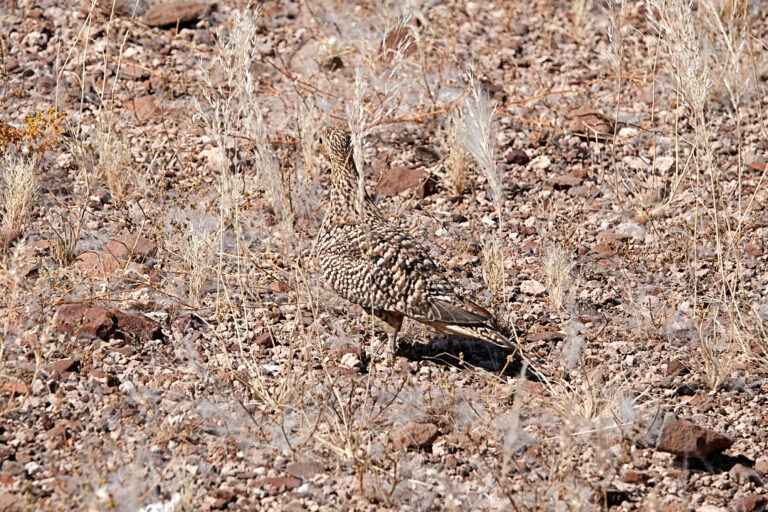 On The Road - lashonharangue - Namibia - Part 4 2